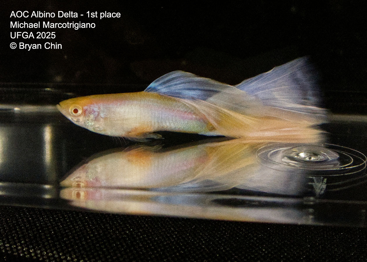 Guppy Albino Pastel